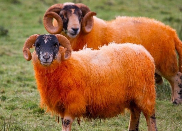 غرائب المخلوقات الأغنام الاستكلندية الجبلية بألوانها البرتقالية Show