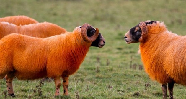 غرائب المخلوقات الأغنام الاستكلندية الجبلية بألوانها البرتقالية Show