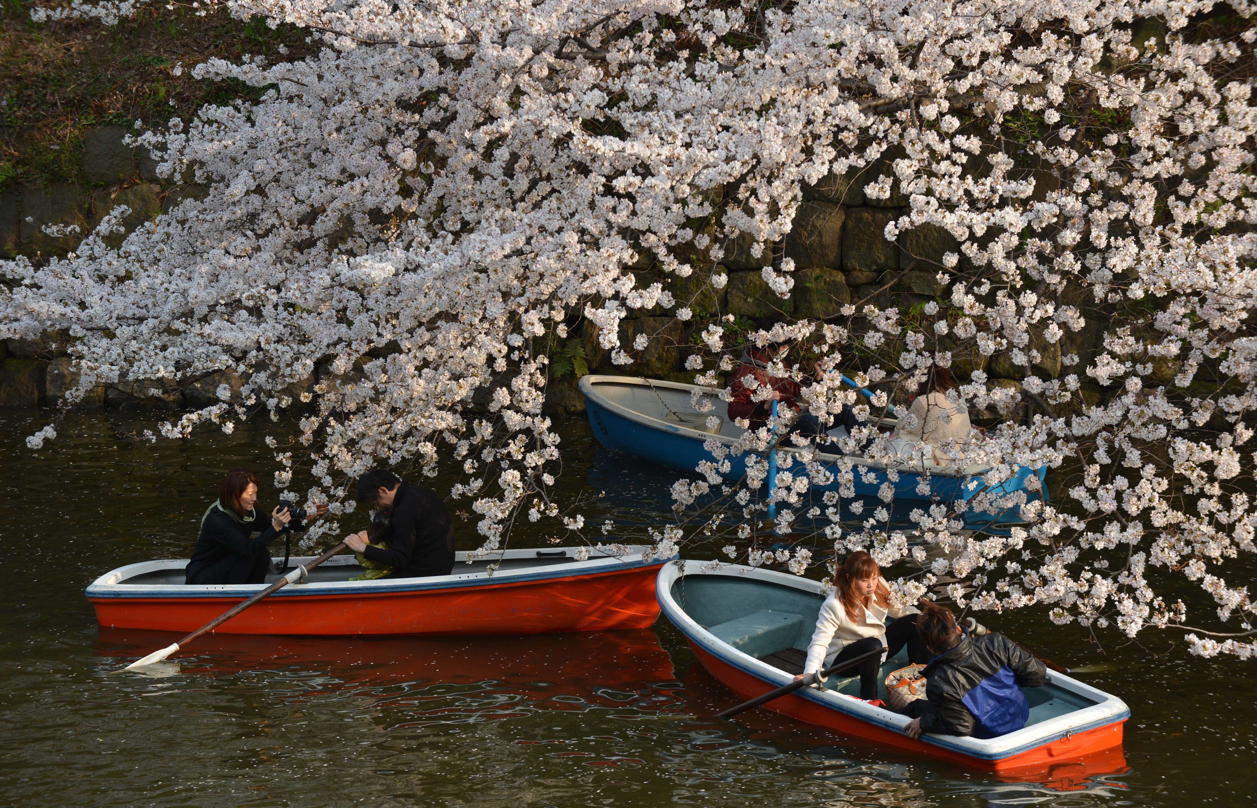 Full blossom. Сакура и лодка.