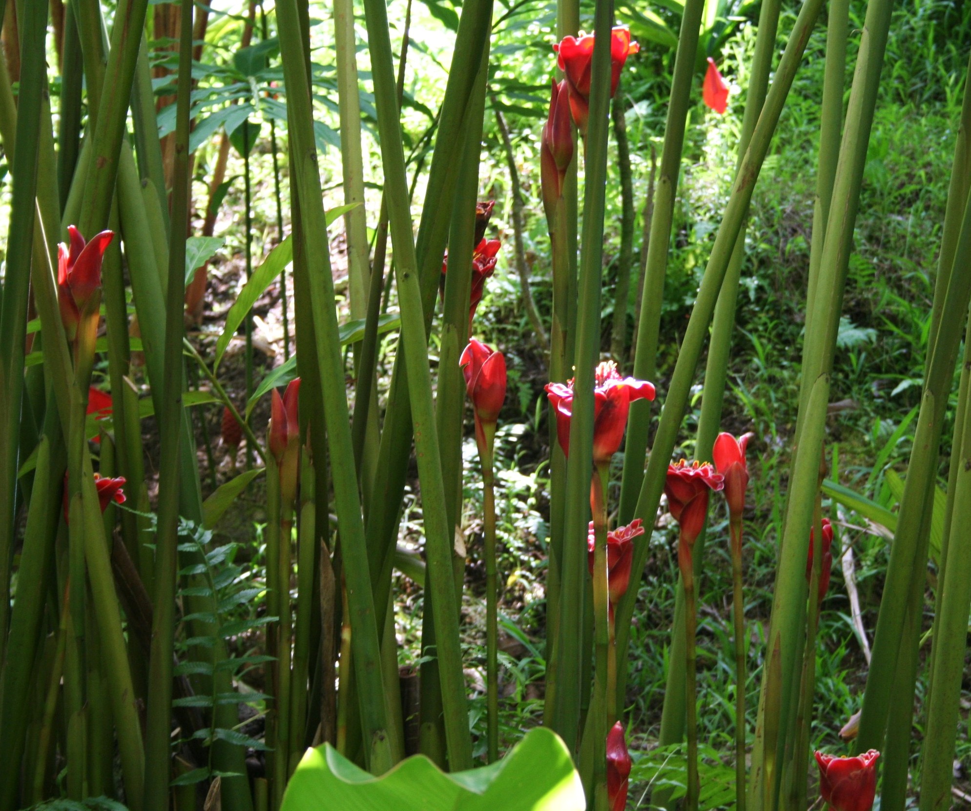 Цветы Бамбука